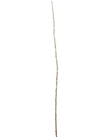 La Fleur Artificielle Salix saule 150 cm est une branche unique et élancée avec de petits bourgeons sur toute sa longueur, sur un fond uni blanc.