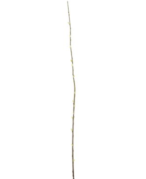 La Fleur Artificielle Salix saule 150 cm est une branche unique et élancée avec de petits bourgeons sur toute sa longueur, sur un fond uni blanc.