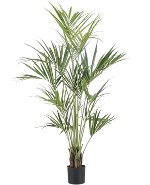 La plante artificielle Kentia Palm 180 cm possède de longues feuilles vertes fines et plusieurs tiges fines dans un pot noir, sur un fond blanc uni.