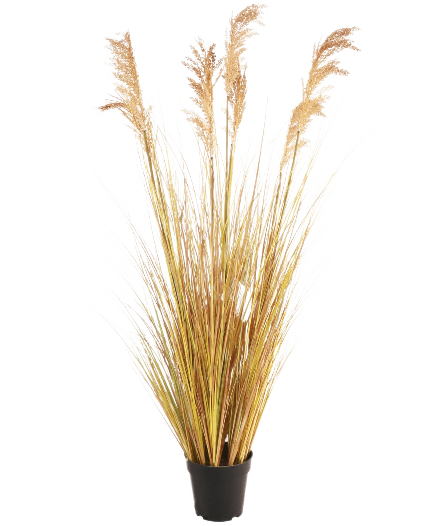 Le gazon artificiel Sorgho 130 cm ignifuge, avec ses fines feuilles jaune-vert et ses plumes brunes, souligne la dernière tendance vivante sur un fond blanc uni.