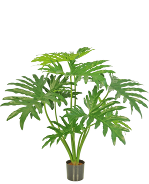 La Plante Artificielle Philodendron 80 cm est une plante artificielle avec de grandes feuilles vertes divisées dans un petit pot noir, représentée sur un fond blanc uni.