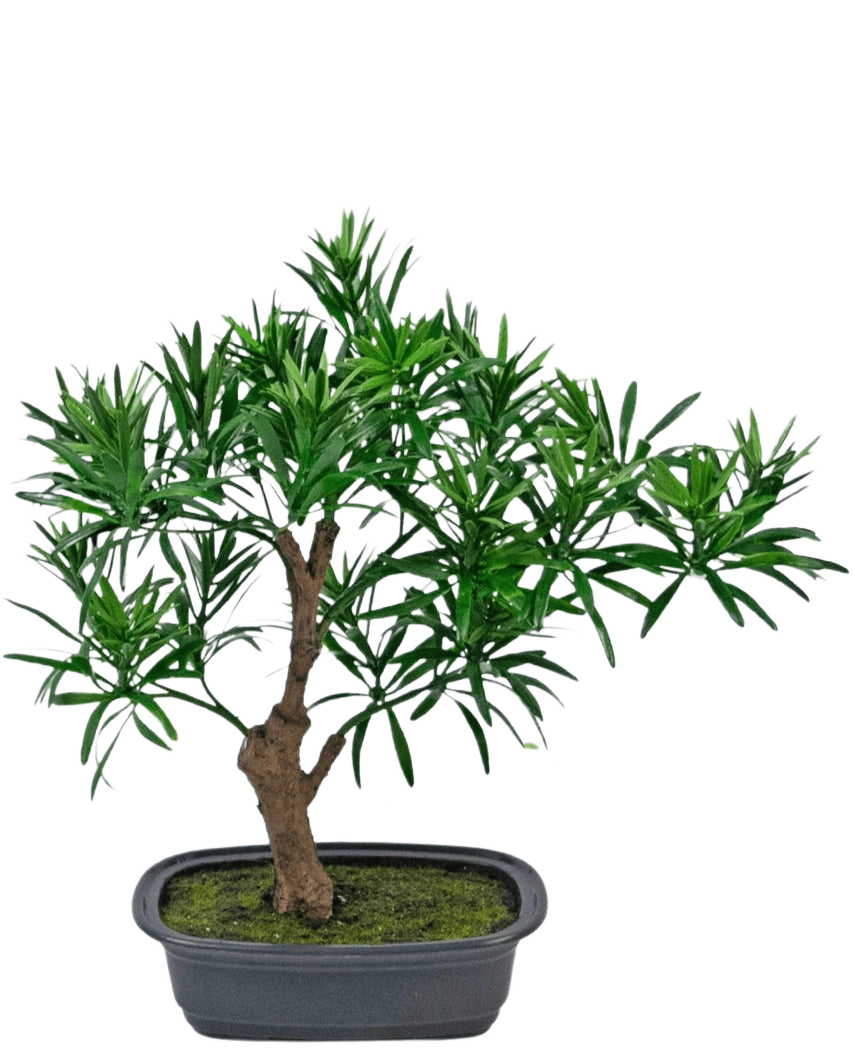 La plante artificielle Bonsai Podocarpus 30 cm présente un petit bonsaï en pot avec un tronc brun épais et des feuilles vertes denses et étroites dans un pot rectangulaire gris rempli de terre de mousse.