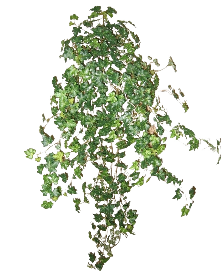Le Lierre Artificiel Deluxe Vert 90 cm est une grappe de vignes de lierre vert dense s'étendant vers le bas et vers l'extérieur, isolées sur un fond blanc uni.