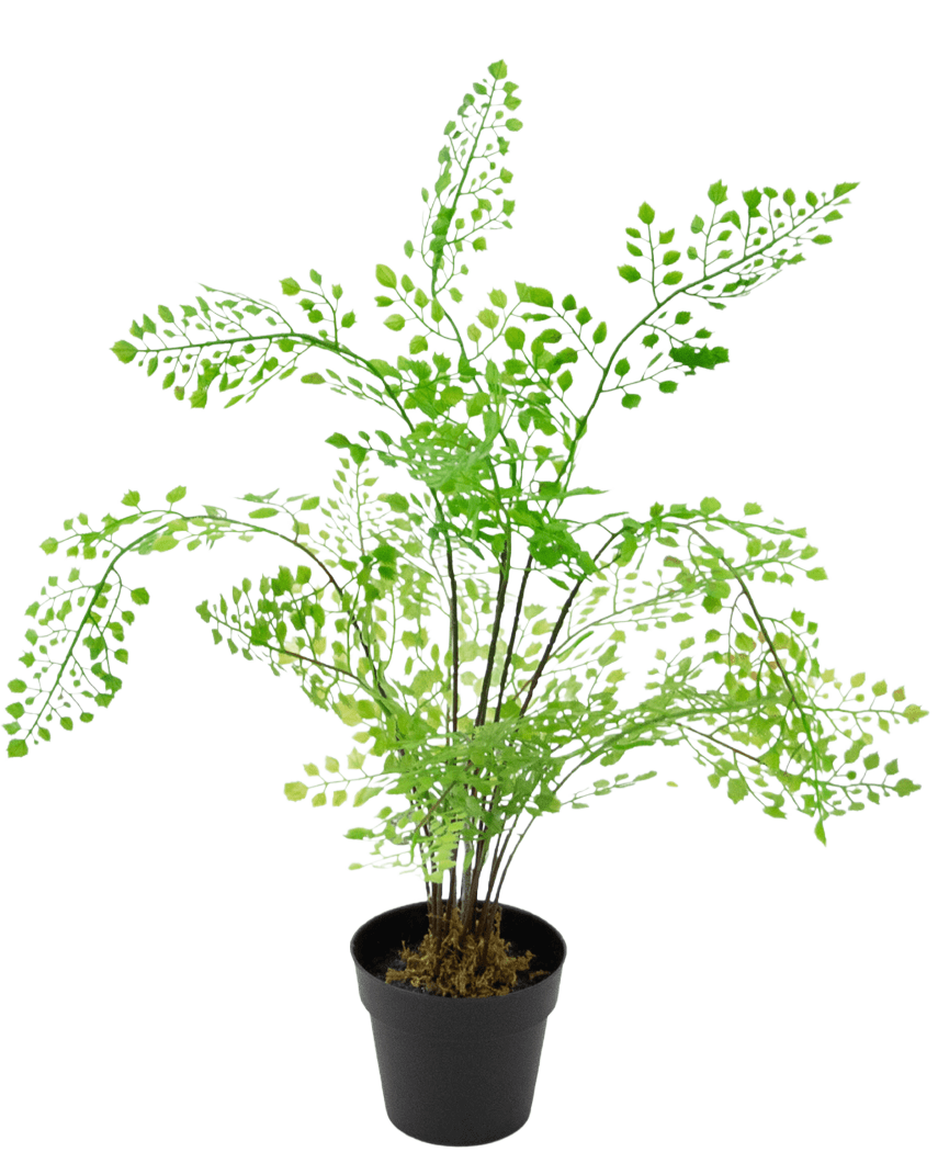 La Fougère Plante Artificielle 35 cm est une fougère artificielle avec des feuilles vert vif en forme d'éventail sur de fines tiges noires, sur un fond blanc uni.