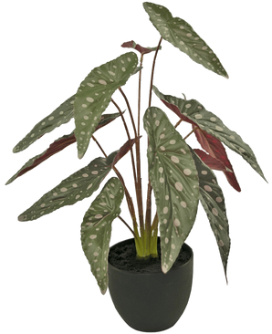 Le Bégonia Artificiel 48 cm en pot décoratif noir présente de grandes feuilles vertes avec des taches blanches et un dessous rougeâtre, présentées dans un pot noir sur fond blanc.