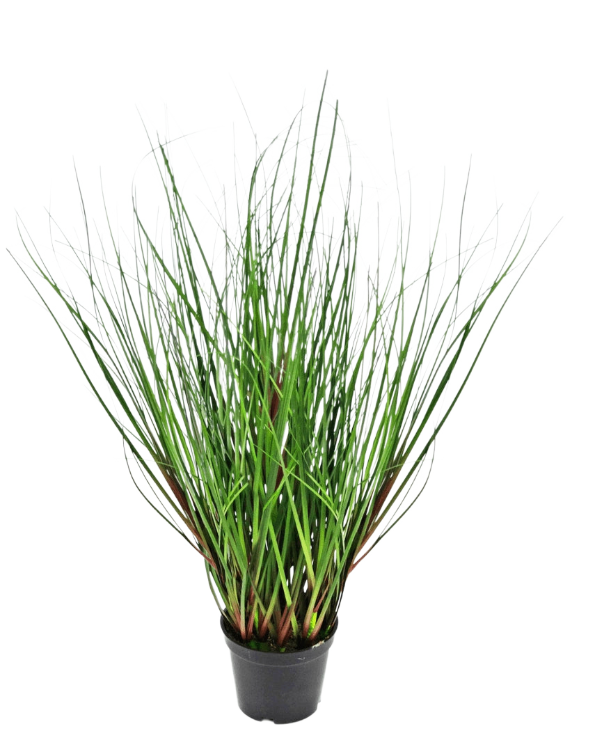 Le gazon artificiel oignon 50 cm ignifuge a de longues feuilles fines ressemblant à de l'herbe verte qui poussent verticalement et se courbent vers l'extérieur à partir du centre, présentées dans un pot en plastique noir sur fond blanc.