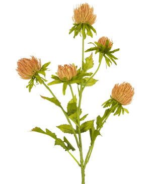 Une seule fleur artificielle de chardon de 66 cm, tige de pêche avec cinq fleurs rondes ressemblant à un chardon brun clair et des feuilles vertes, représentées sur un fond blanc uni.