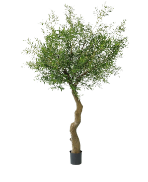 L'Olivier Artificiel 270 cm sans olives se dresse dans d'élégants pots décoratifs, au tronc torsadé et au feuillage vert dense, sur un fond blanc uni.