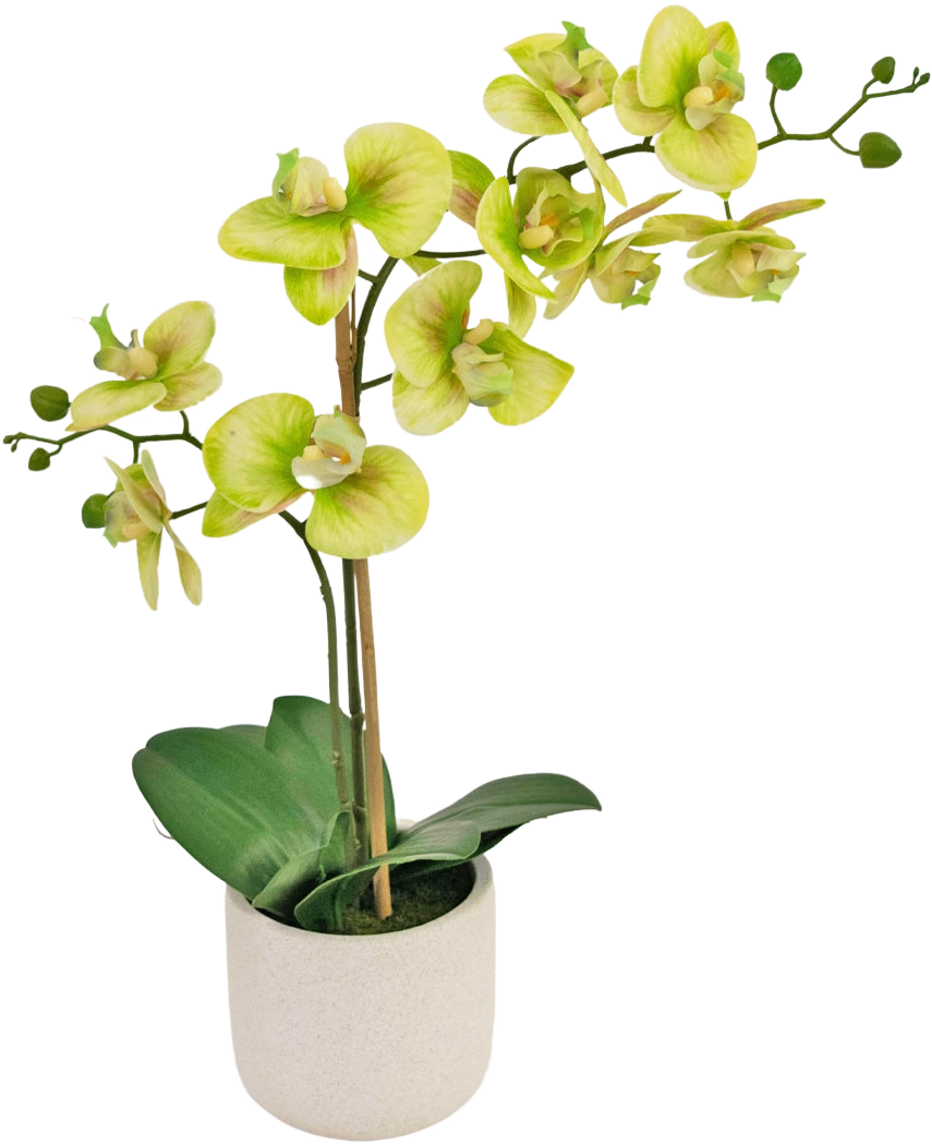 L'Orchidée Artificielle Real Touch 60 cm verte est une orchidée artificielle en pot avec des fleurs vert clair et jaunes, plusieurs bourgeons verts sur de longues tiges et de larges feuilles vert foncé dans un simple pot blanc.