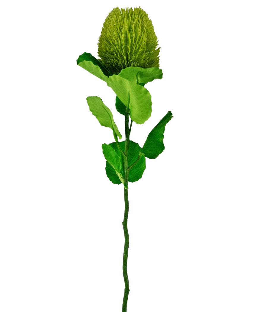 La fleur artificielle Banksia 59 cm verte est une fleur simple en soie verte avec une fleur ronde et moelleuse et des feuilles dentelées sur une longue tige - idéale pour toute décoration de fleurs artificielles et magnifique sur un fond blanc uni.