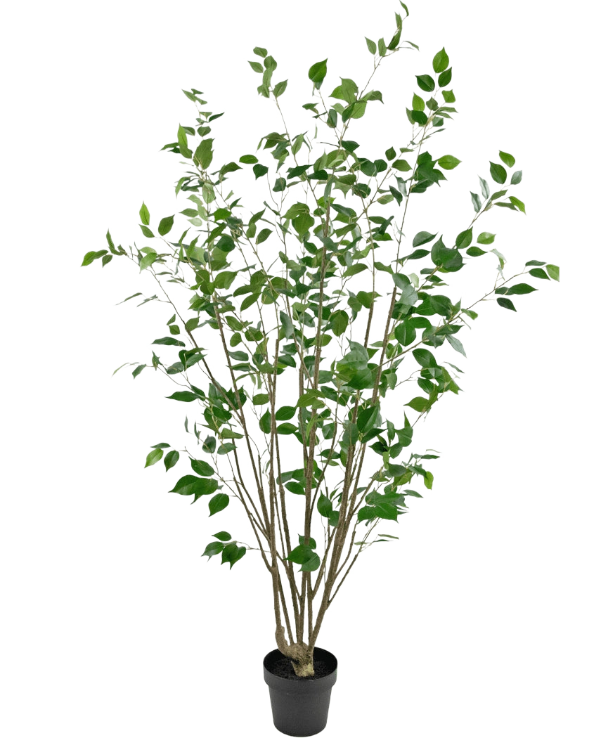 La Plante Artificielle Ficus 180 cm est un grand arbre artificiel en pot avec plusieurs troncs bruns élancés et des feuilles vertes denses sur un fond blanc uni.