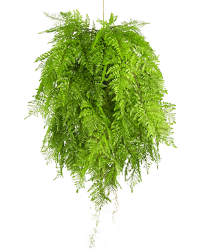 La Plante artificielle suspendue Fougère à racines d80 cm avec système de suspension possède de longues feuilles gracieuses et est parfaite pour une décoration intérieure élégante sur un fond blanc.
