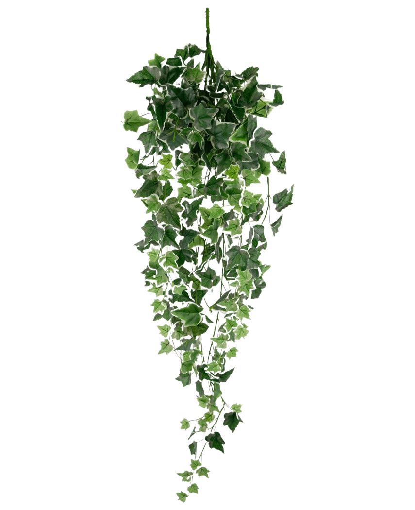 Le Lierre Artificiel 70 cm vert/blanc est une plante de lierre artificiel suspendu avec des feuilles en cascade vertes et blanches luxuriantes sur de longues tiges, sur un fond blanc uni.