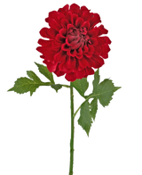 Fleur artificielle Dahlia 50 cm rouge : un seul dahlia rouge avec plusieurs couches de pétales et de feuilles vertes sur une longue tige, isolé sur fond blanc.