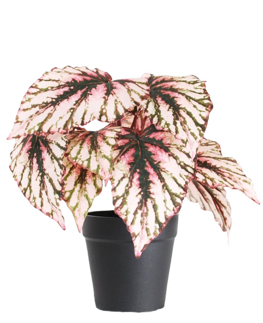 Le Bégonia artificiel en pot violet UV 25 cm possède de grandes feuilles en forme de cœur aux couleurs roses, vertes et crème et est livré dans un petit pot noir sur fond blanc uni.