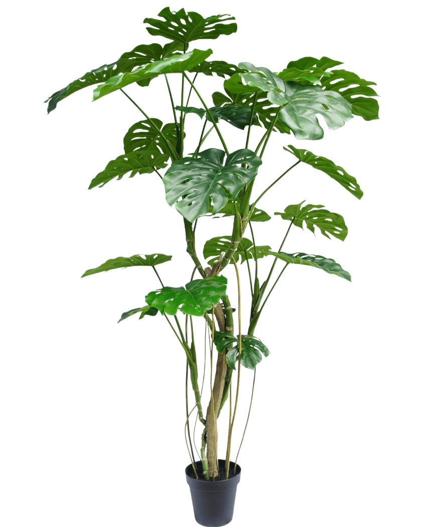 La plante artificielle Monstera 210 cm est une plante en pot haute avec plusieurs longues tiges et de grandes feuilles vertes fendues et brillantes qui ressemblent à un véritable monstera. Montré ici sur un fond blanc uni.