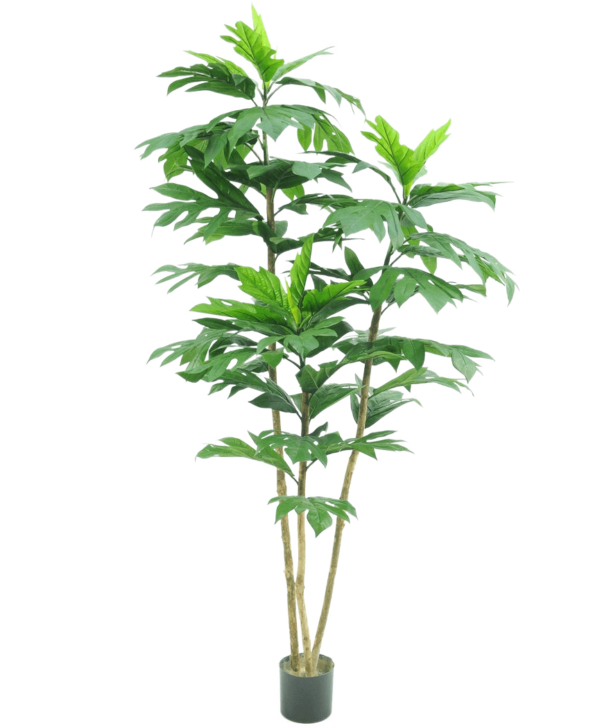 La plante artificielle Nangka 180 cm est une grande plante artificielle avec plusieurs tiges fines brunes et de grandes feuilles vertes brillantes dans un petit pot noir, représentée sur un fond blanc uni.