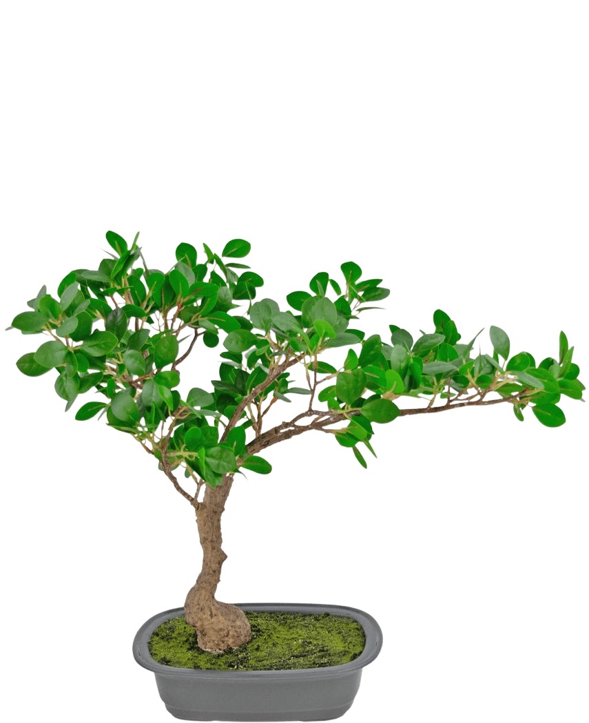 La plante artificielle Bonsai Ficus 40 cm a un tronc élancé et courbé avec des feuilles vertes denses dans un pot rectangulaire peu profond recouvert de mousse, sur un fond blanc.