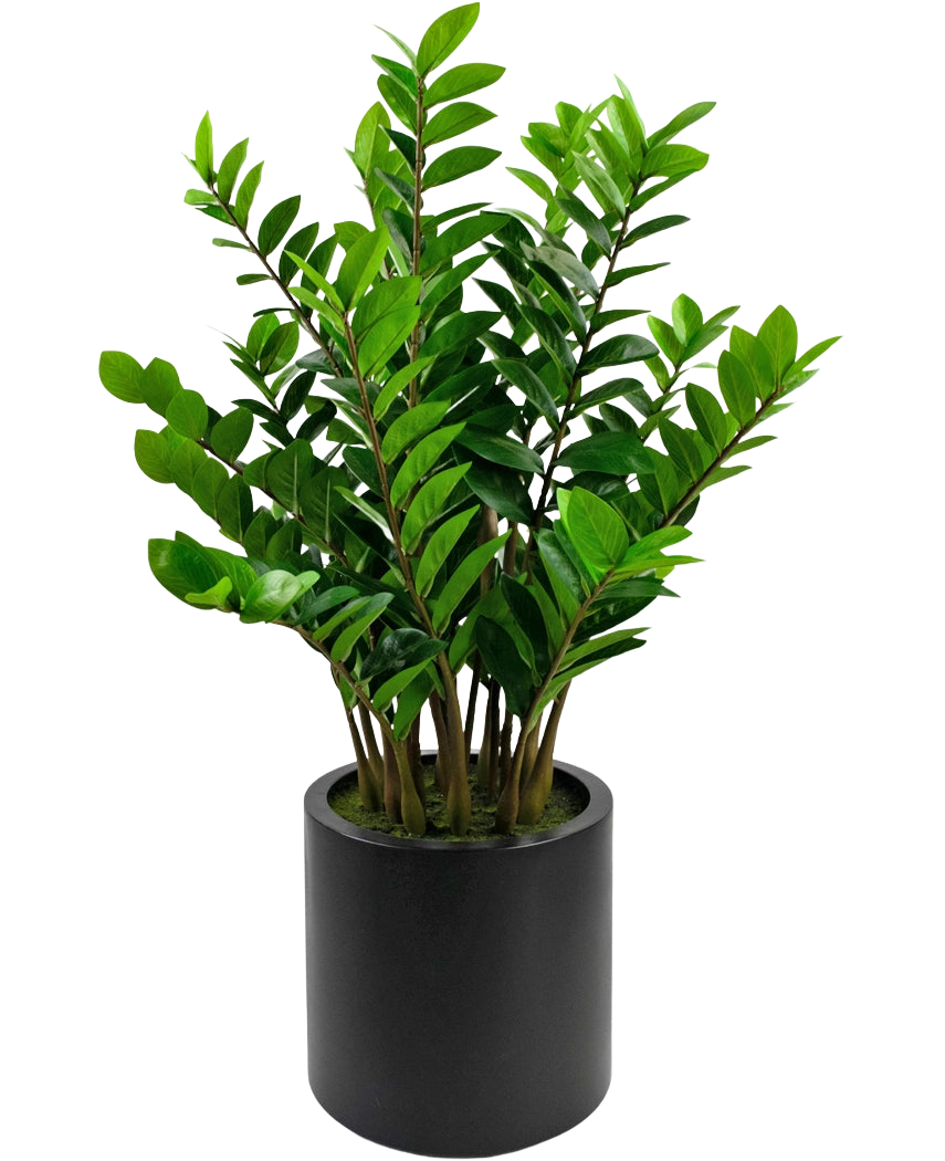 La plante artificielle Zamioculcas prête à l'emploi en pot noir de 120 cm a des feuilles vertes brillantes et se présente dans un pot noir simple et rond sur fond blanc.