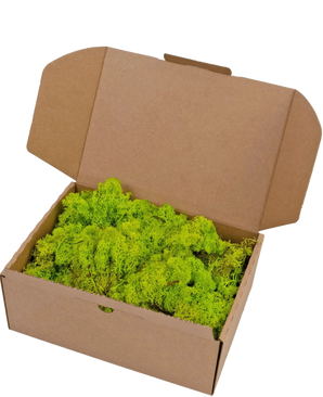 Une boîte en carton marron ouverte avec Reindeer Moss Spring Green 500 grammes, contenant une couche de mousse vert vif.