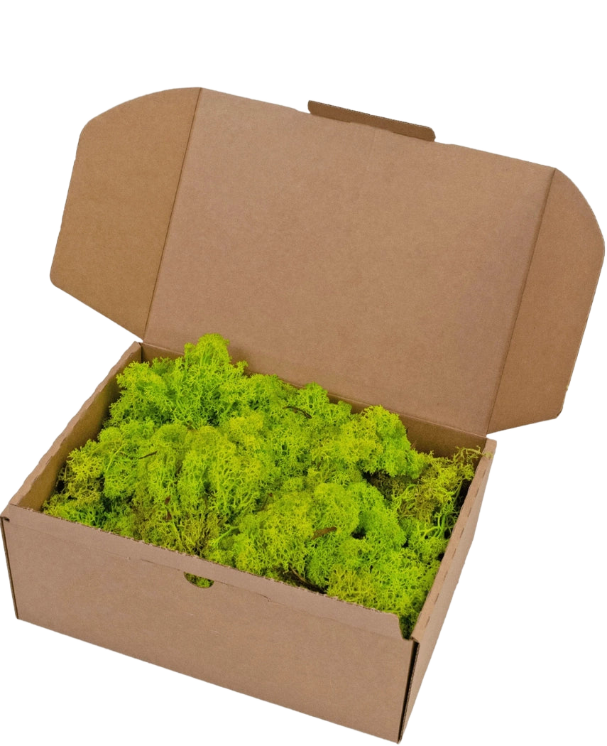 Une boîte en carton marron ouverte avec Reindeer Moss Spring Green 500 grammes, contenant une couche de mousse vert vif.