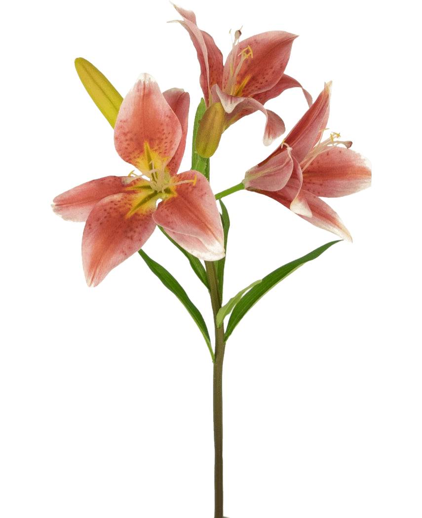 Sur une tige de la fleur artificielle Lys asiatique 66 cm vieux rose se trouvent plusieurs lys roses en fleurs avec des feuilles vertes sur un fond blanc uni.