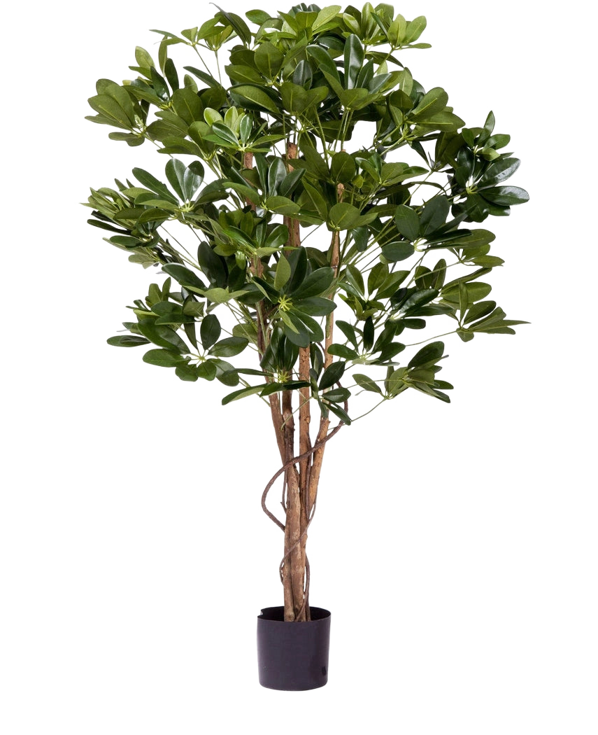 La plante artificielle Schefflera 120 cm est une grande plante artificielle avec des feuilles vertes luxuriantes et de multiples tiges brunes fines dans un petit pot noir, parfaite pour décorer n'importe quel espace.
