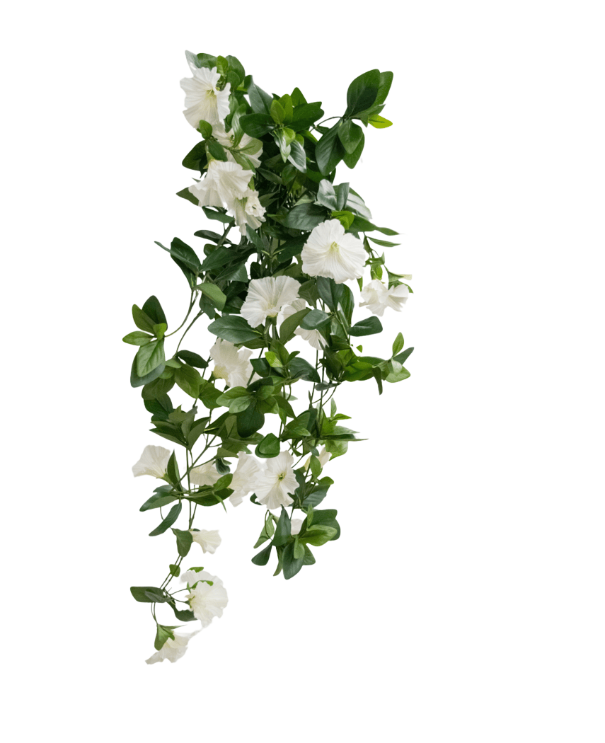 La plante artificielle suspendue Pétunia 70 cm blanc a des feuilles vertes et des fleurs blanches en forme de trompette dans un motif en cascade semblable à une vigne, sur un fond blanc uni.