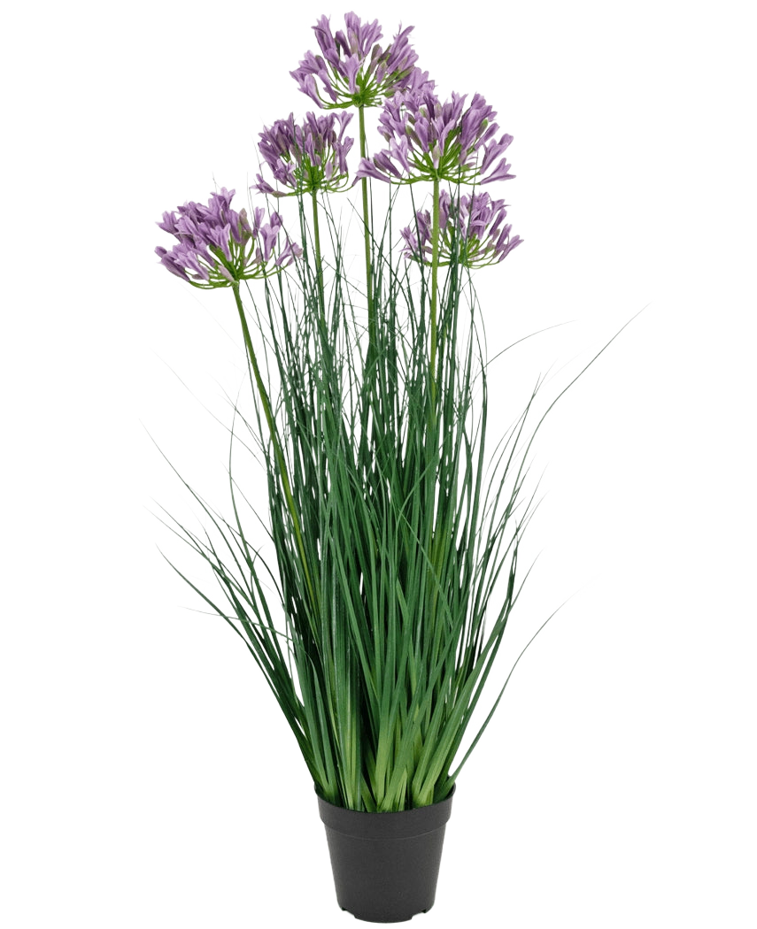 Le pot d'herbe d'oignon d'agapanthe violette d'herbe artificielle est une plante artificielle ignifuge de 90 cm de haut avec de longues feuilles vertes et des bouquets de fleurs violettes, présentées dans un pot noir uni sur un fond blanc.