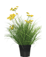 Le gazon artificiel Asteraceae 50 cm ignifuge a de longues et fines feuilles vertes et de petites fleurs jaunes dans un pot noir, qui donne un aspect vert - un gazon artificiel parfait dans la maison sur un fond blanc uni.