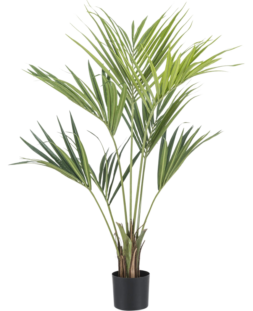 La plante artificielle Kentia Palm 120 cm possède de longues feuilles vertes et fines et se présente dans un petit pot noir, sur un fond blanc uni.