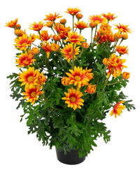 Plante marguerite artificiel 31 cm Orange UV