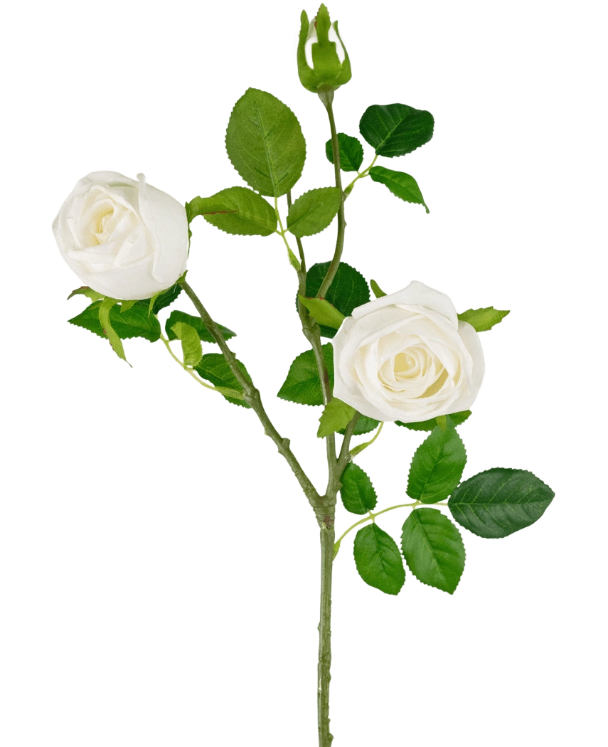 La Branche de Rose Artificielle Real Touch blanche 72cm possède une seule tige avec deux roses blanches épanouies, un bouton de rose et plusieurs feuilles vertes, le tout sur un fond blanc uni.