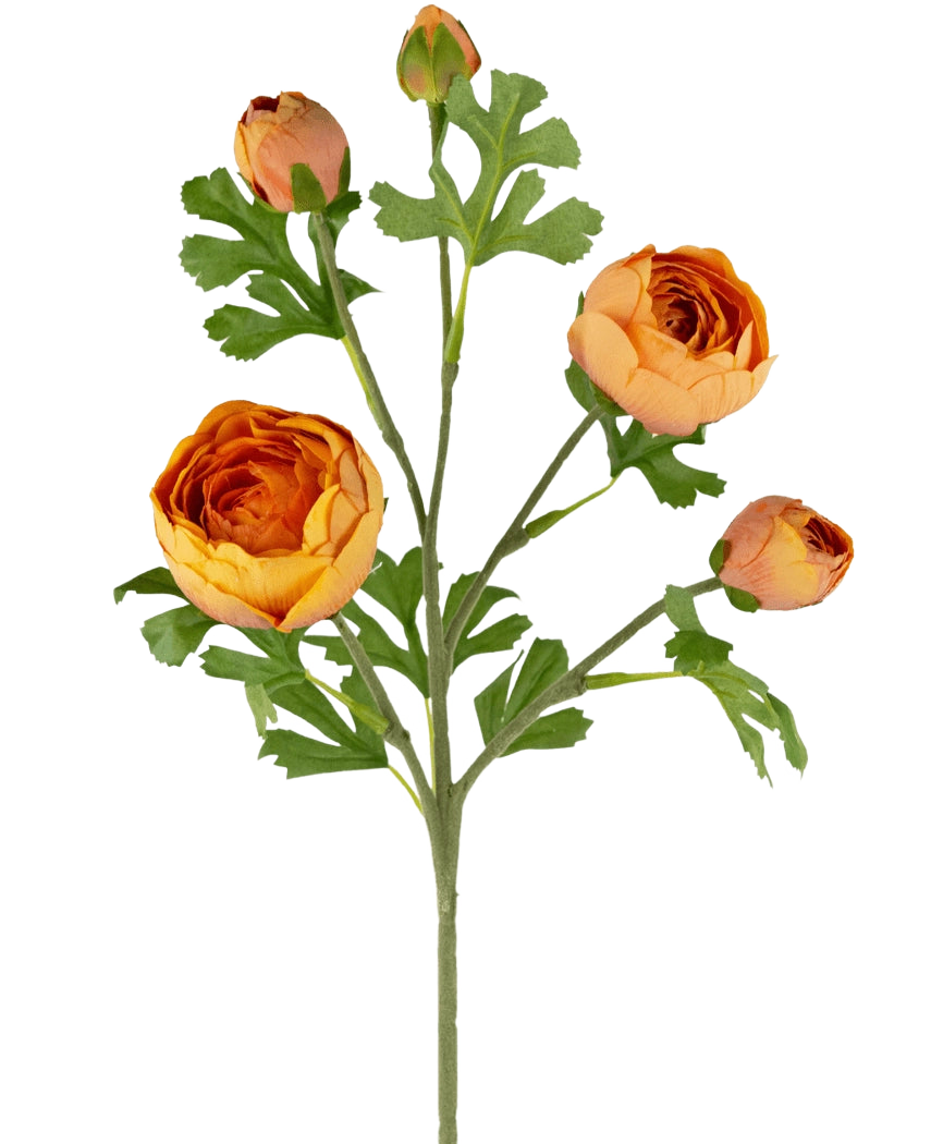 La branche de renoncule artificielle x5 Real Touch Orange 62 cm présente cinq renoncules orange vif à différents stades, complétées par des feuilles vertes luxuriantes et profondément lobées sur une seule tige, sur un fond blanc.