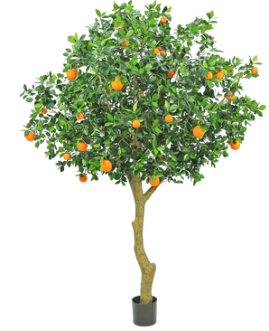 L'oranger artificiel de 275 cm a un tronc élancé, des feuilles vertes denses et des fruits orange vif, créant un oranger réaliste et décoratif en pot sur un fond blanc uni.
