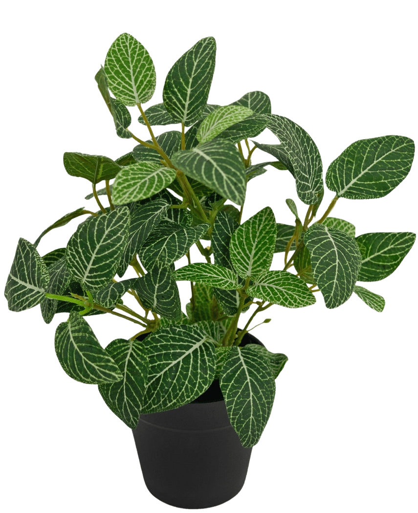 La plante artificielle Fittonia vert-blanc en pot de 25 cm a des feuilles vertes luxuriantes avec des veines blanches frappantes, présentées dans un simple pot noir et photographiées sur un fond blanc uni.