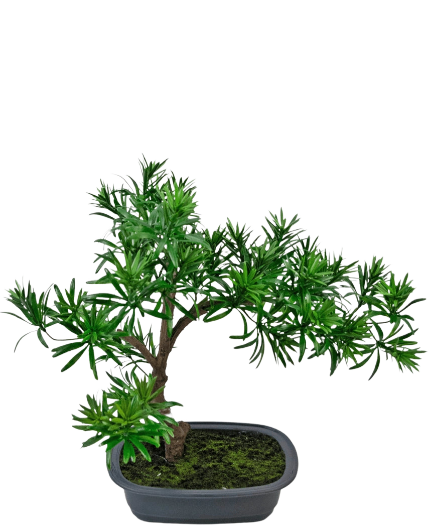 La plante artificielle Bonsai Podocarpus 40 cm présente un feuillage vert dense dans un pot gris rectangulaire peu profond avec de la mousse, parfait pour ajouter un style naturel à n'importe quel espace.