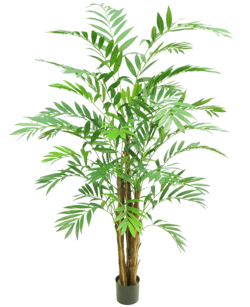 La Plante Artificielle Hawaii Parlour 180 cm est un grand palmier d'intérieur en pot avec plusieurs troncs bruns élancés et de longues feuilles vertes courbées, sur un fond blanc uni.