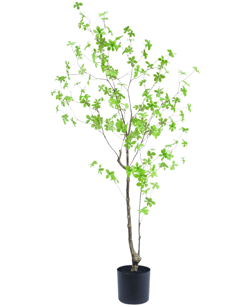 La plante artificielle Enkianthus 150 cm est une plante en pot haute avec de fines branches et de petites feuilles vert vif sur un fond blanc uni.