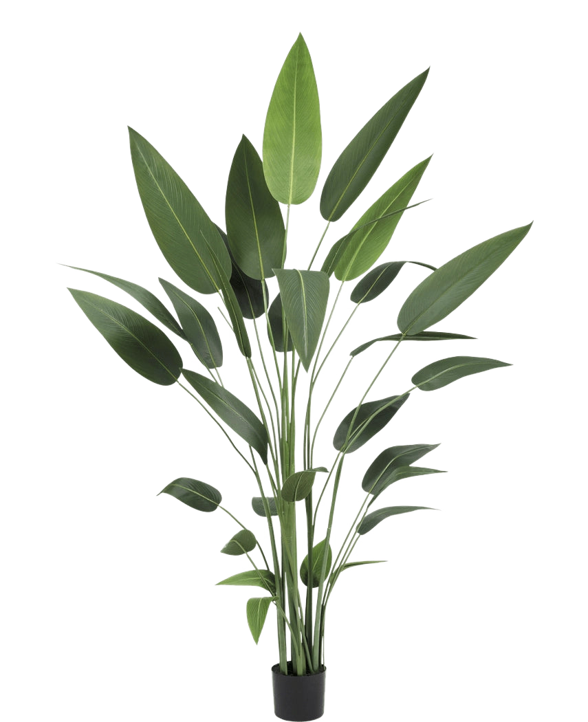 La plante artificielle Heliconia 210 cm a de longues tiges vertes fines et de grandes feuilles pointues dans un pot noir - idéale pour apporter la beauté des grandes plantes dans n'importe quelle pièce.