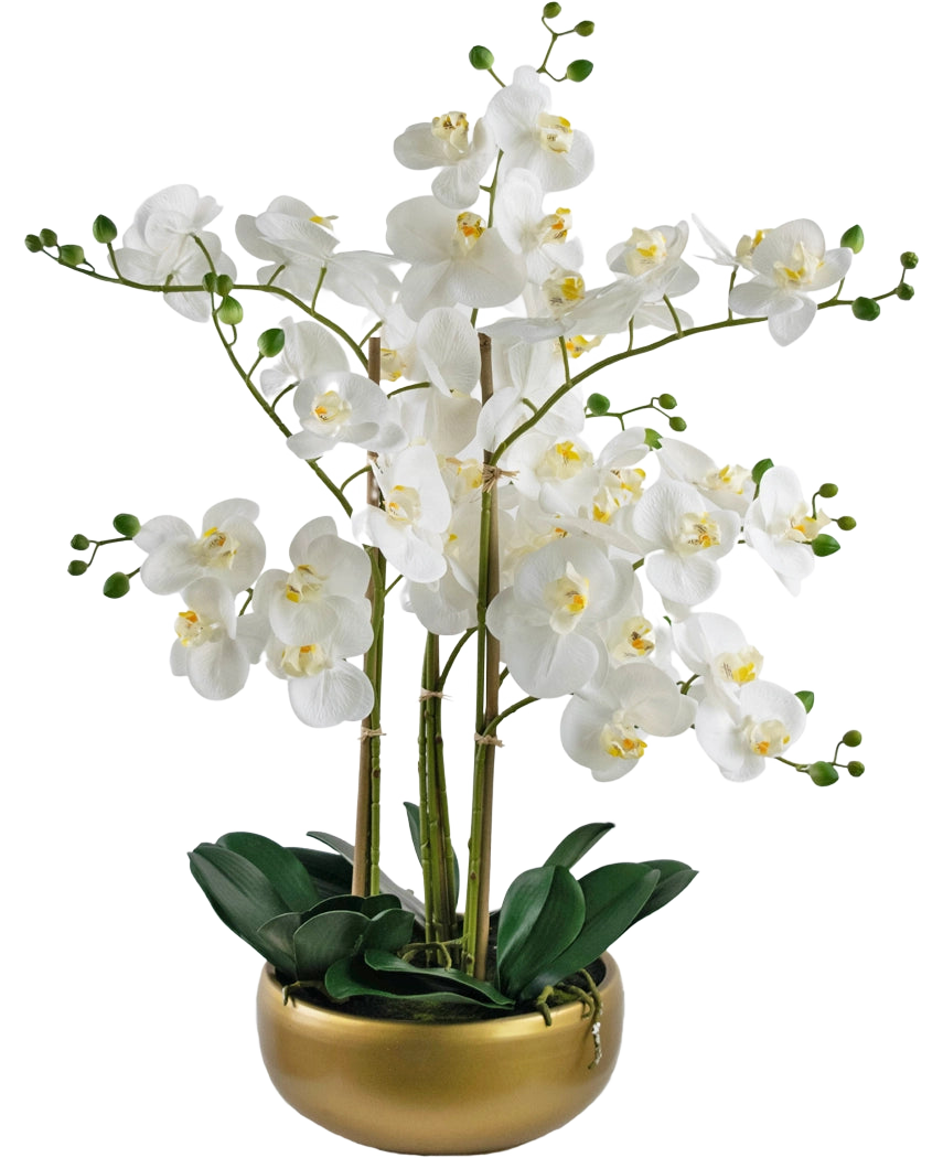 L'orchidée artificielle Real Touch 50 cm blanche présente des orchidées blanches réalistes avec des cœurs jaunes et des bourgeons verts, le tout disposé avec des feuilles vertes dans un élégant pot doré.