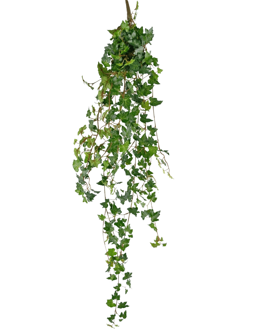 La plante suspendue artificielle Lierre deluxe 120 cm vert possède de longues vrilles vertes avec des feuilles en forme de cœur, parfaites pour ajouter une touche de beauté naturelle sur un fond blanc uni.
