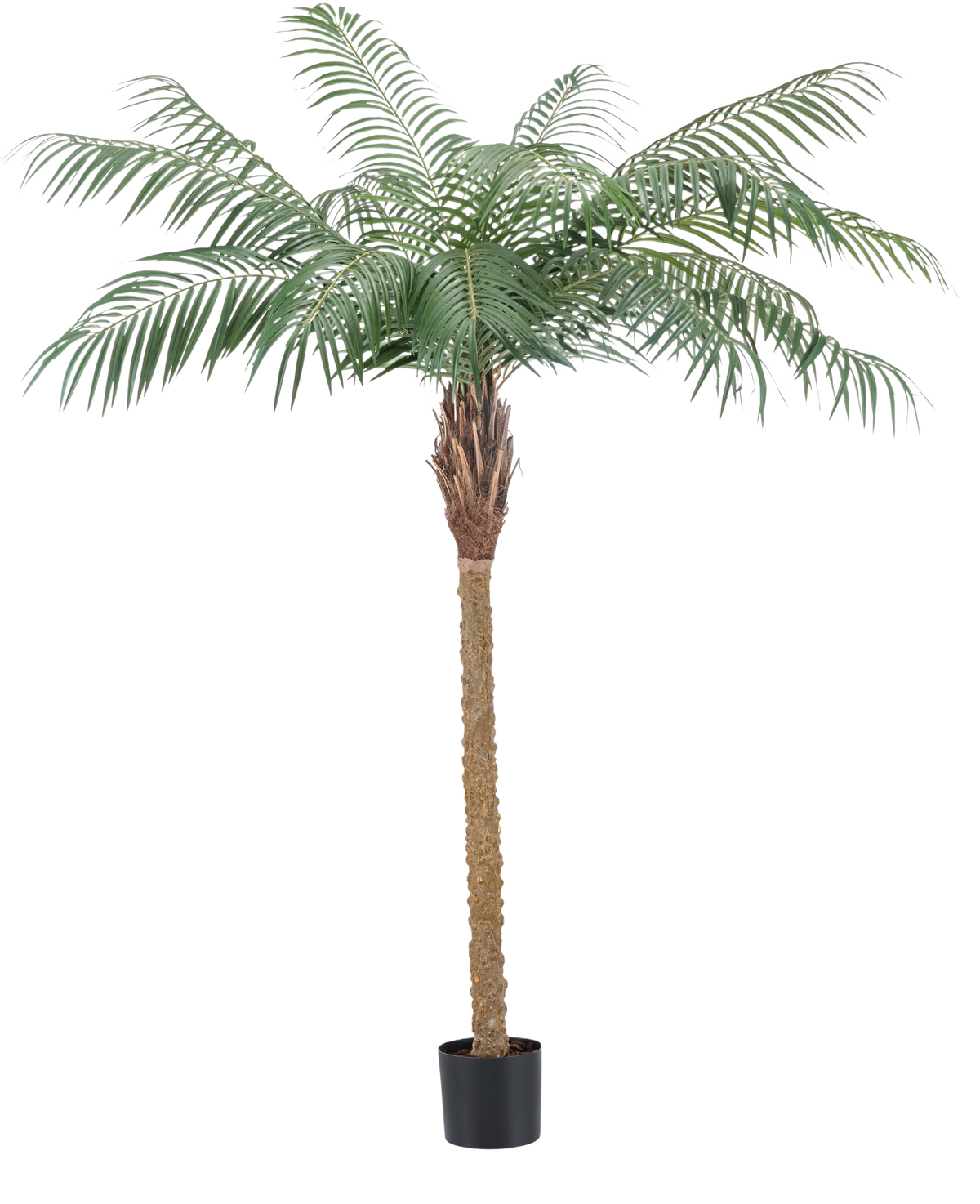 La plante artificielle Phoenix Palm De Luxe 180 cm a des feuilles vert clair et un tronc marron texturé dans un petit pot noir et apporte une atmosphère tropicale à n'importe quelle pièce.