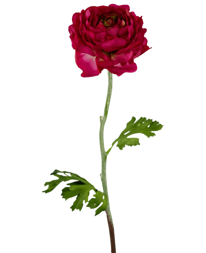 La Fleur Artificielle Renoncule 51 cm rose foncé est une renoncule artificielle rose foncé avec des pétales superposés, une longue tige verte et des feuilles vertes profondément lobées, isolées sur un fond blanc.