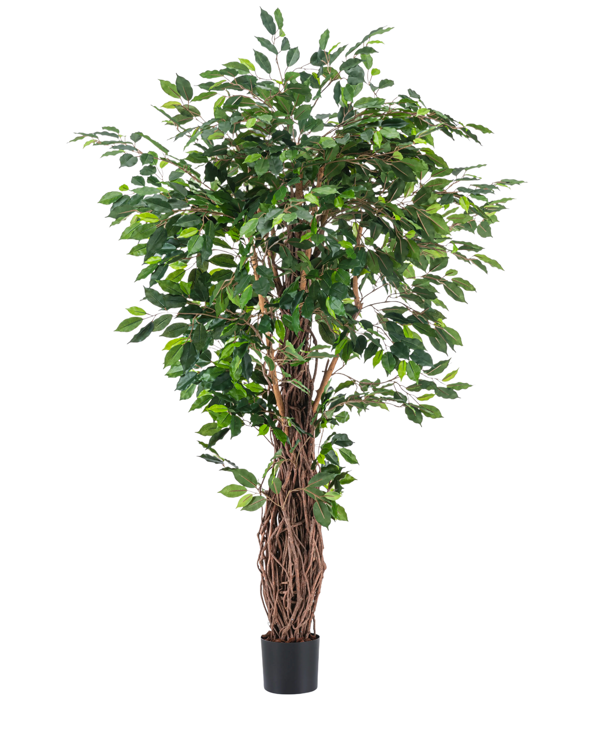 La plante artificielle Ficus Tropical Liana 180 cm a des feuilles vertes denses et de multiples tiges brunes entrelacées dans un petit pot noir, ce qui en fait un accent saisissant pour n'importe quelle pièce sur un fond blanc uni.