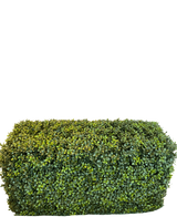 La Haie Artificielle Buis Style Romain (90 x 35 x 50 cm) est une haie verte dense et rectangulaire avec de petites feuilles, isolée sur fond blanc.