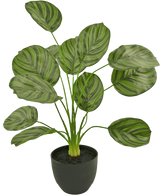 Le Calathea artificiel 58 cm vert foncé est une plante artificielle aux grandes feuilles ovales rayées vert foncé, présentées dans un pot noir sur un fond blanc uni.