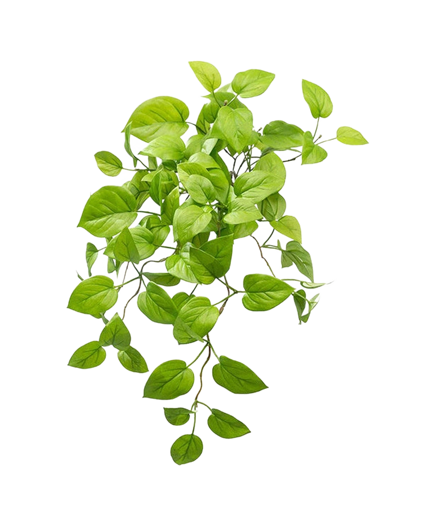 L'arbuste Pothos artificiel Deluxe 60 cm a des feuilles ovales d'un vert vif sur des tiges traînantes, ressemblant à une plante pothos, élégamment exposées sur un fond blanc uni.