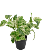 La Plante Artificielle Vigne Dorée en Pot 25 cm a des feuilles panachées de vert et de blanc dans un simple pot noir, sur un fond blanc uni.