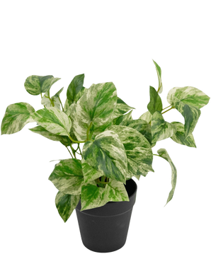 La Plante Artificielle Vigne Dorée en Pot 25 cm a des feuilles panachées de vert et de blanc dans un simple pot noir, sur un fond blanc uni.